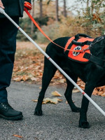 Qué implica que Mendoza adhiera a la Ley Nacional de perros guías