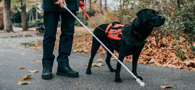 Qué implica que Mendoza adhiera a la Ley Nacional de perros guías