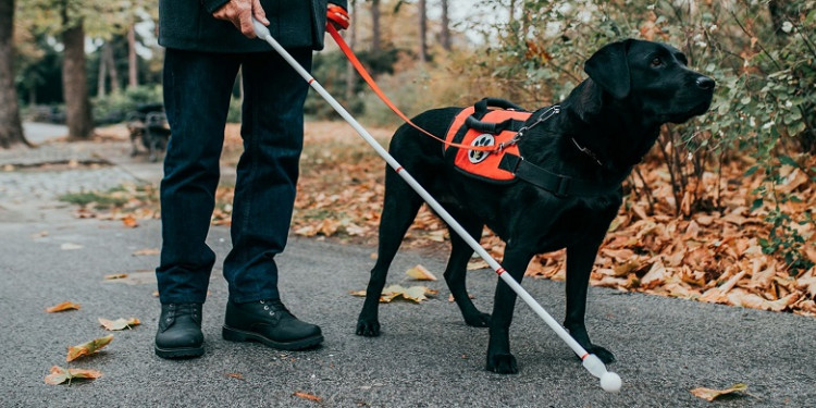 Qué implica que Mendoza adhiera a la Ley Nacional de perros guías