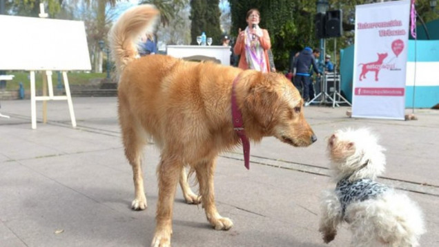 imagen Lavalle obligó a colocarle un chip a cada perro