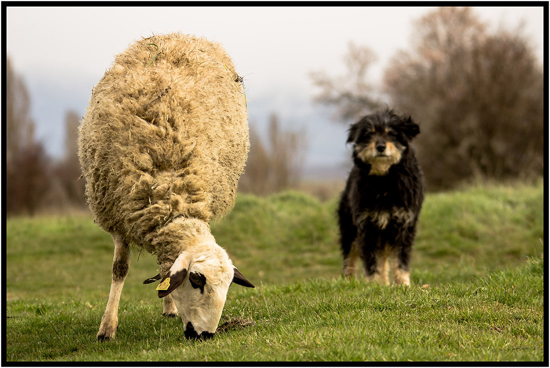 Quieren entrenar perros pastores para que cuiden el ganado