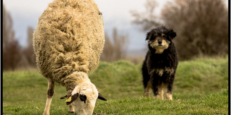 Quieren entrenar perros pastores para que cuiden el ganado