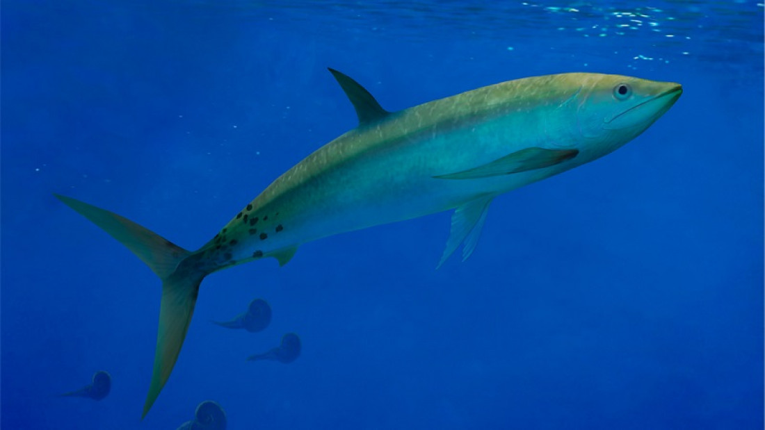 Hallan en Vaca Muerta una especie de pez carnívoro perteneciente a un grupo extinto