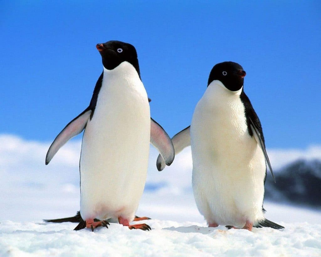 ESTUDIAN EL EFECTO DE LA CONTAMINACIÓN ACÚSTICA DE LOS MARES EN PINGÜINOS