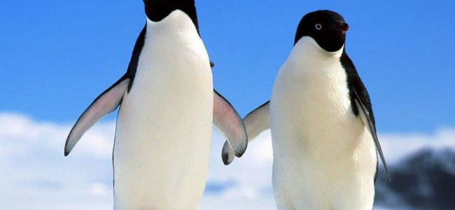 ESTUDIAN EL EFECTO DE LA CONTAMINACIÓN ACÚSTICA DE LOS MARES EN PINGÜINOS