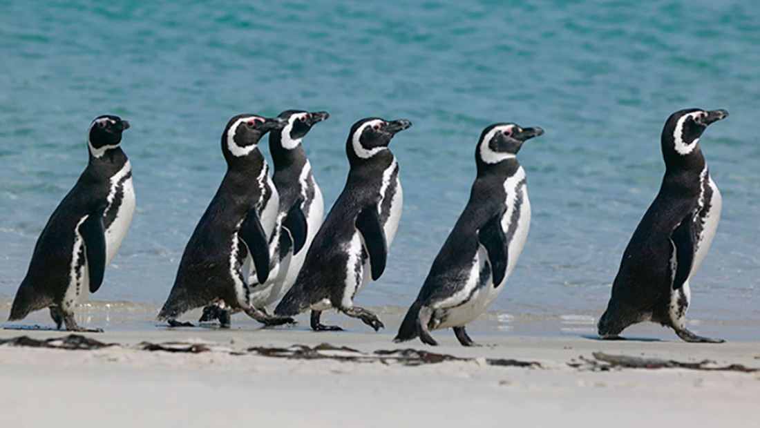 Colosal reconstrucción de la historia evolutiva de los pingüinos 