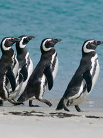 Colosal reconstrucción de la historia evolutiva de los pingüinos 