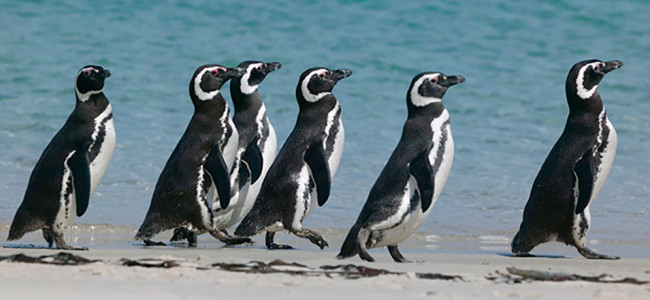 Colosal reconstrucción de la historia evolutiva de los pingüinos 