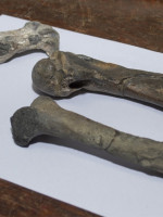 Fósiles de pingüinos revelan indicadores de la separación entre la Antártida y Sudamérica