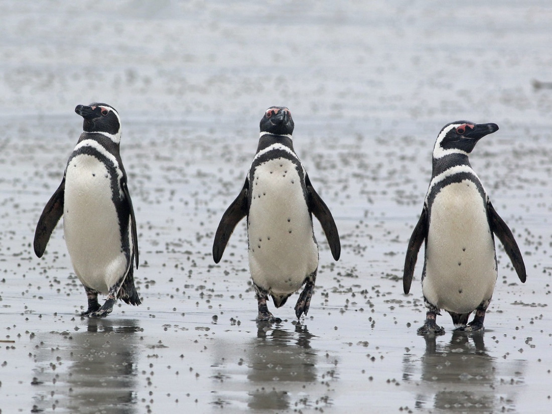 Aportan la primera evidencia de contaminación por microplásticos y otros desechos en pingüinos de Magallanes