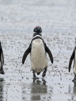 Aportan la primera evidencia de contaminación por microplásticos y otros desechos en pingüinos de Magallanes