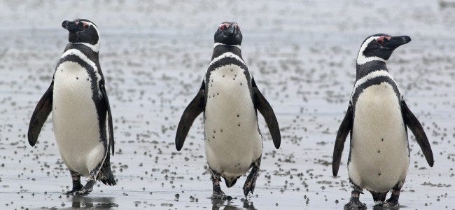 Aportan la primera evidencia de contaminación por microplásticos y otros desechos en pingüinos de Magallanes