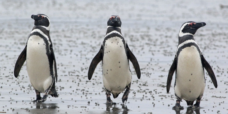 Aportan la primera evidencia de contaminación por microplásticos y otros desechos en pingüinos de Magallanes