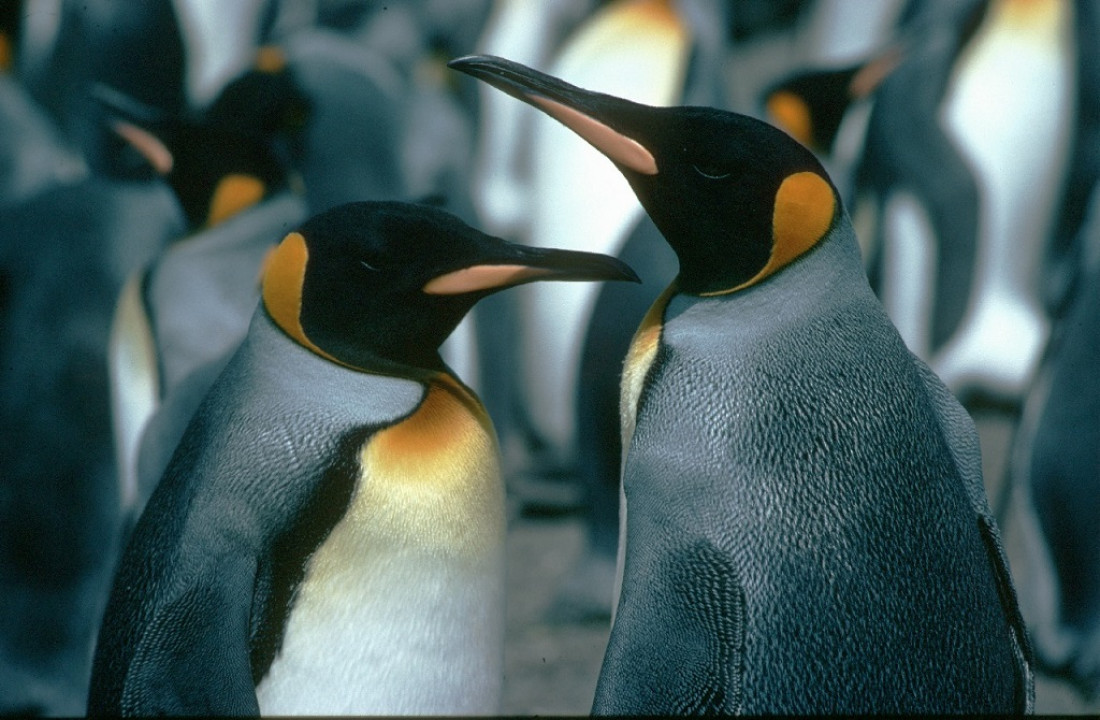 Hallan nueva colonia de pingüinos emperador en la Antártida