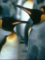 Hallan nueva colonia de pingüinos emperador en la Antártida