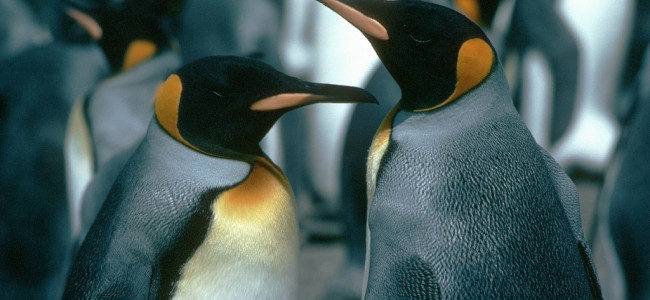 Hallan nueva colonia de pingüinos emperador en la Antártida