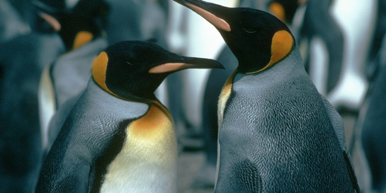 Punta Tombo: trazó un camino con una topadora, aplastó 140 nidos de pingüinos y mató a casi 300