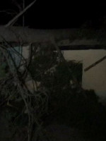 Una mujer murió en Vista Flores al caerse un pino sobre su casa