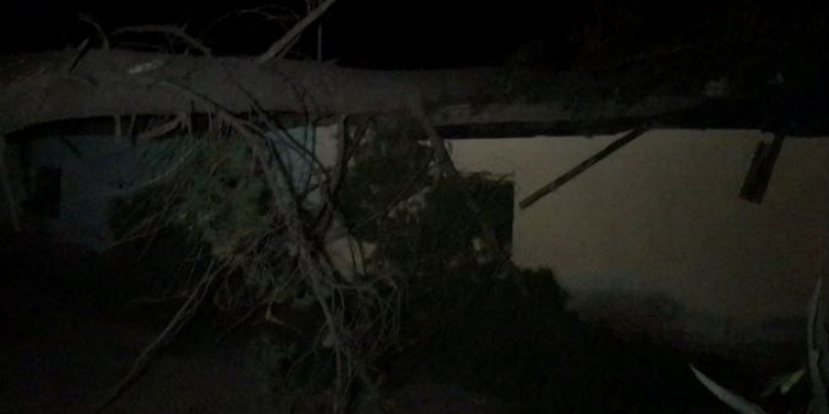 Una mujer murió en Vista Flores al caerse un pino sobre su casa