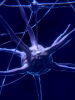 Determinan que la activación de la memoria episódica depende de la comunicación coordinada entre dos regiones del cerebro 