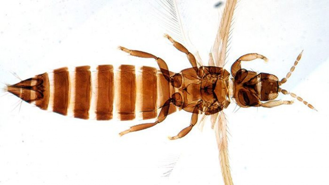 Científicos hallaron en Mendoza nuevos insectos que podrían dañar los cultivos