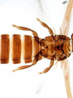 Científicos hallaron en Mendoza nuevos insectos que podrían dañar los cultivos