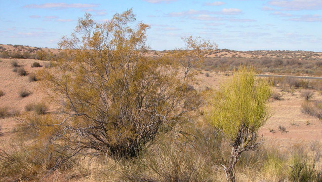 imagen Fichas Coleccionables: herbáceas en el paisajismo de zonas áridas 