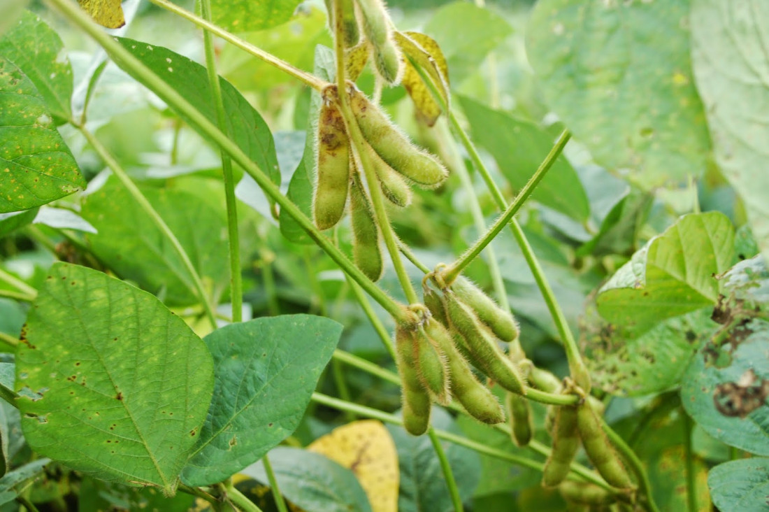 Alerta por nuevos transgénicos que requieren aún más pesticidas