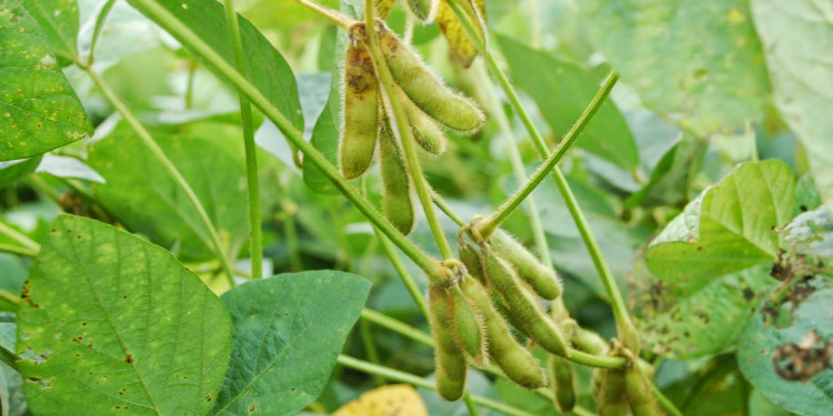 Alerta por nuevos transgénicos que requieren aún más pesticidas