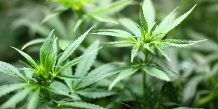 Jujuy producirá cannabis medicinal