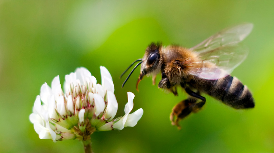 Heroínas naturales: la importancia de las abejas en la conservación de la biodiversidad