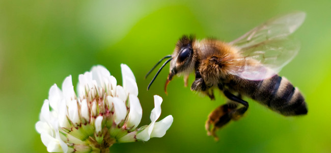 Heroínas naturales: la importancia de las abejas en la conservación de la biodiversidad