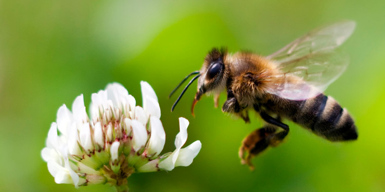 Heroínas naturales: la importancia de las abejas en la conservación de la biodiversidad