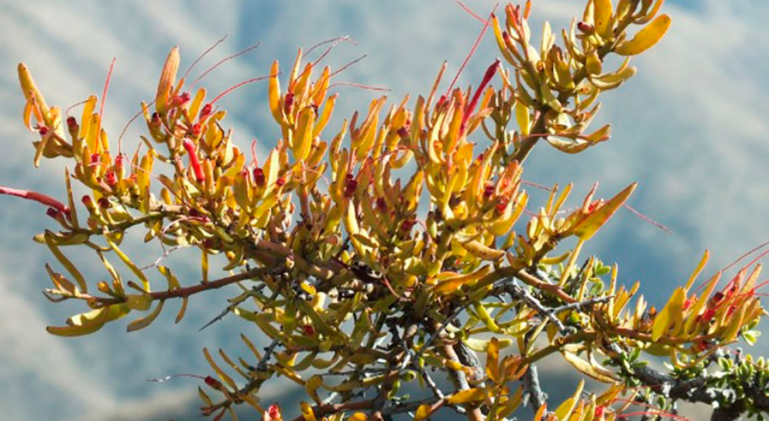 Plantas parásitas en Mendoza: la odisea de sobrevivir gracias al esfuerzo de otras especies