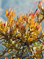 Plantas parásitas en Mendoza: la odisea de sobrevivir gracias al esfuerzo de otras especies