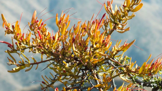 imagen Plantas parásitas en Mendoza: la odisea de sobrevivir gracias al esfuerzo de otras especies