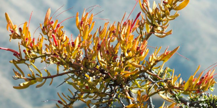 Plantas parásitas en Mendoza: la odisea de sobrevivir gracias al esfuerzo de otras especies