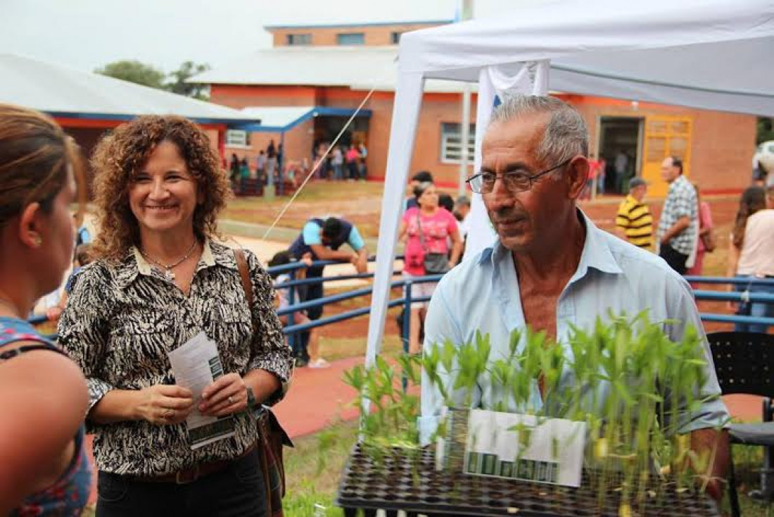 Plantines de crotalaria para combatir al Aedes Aegypti en Misiones