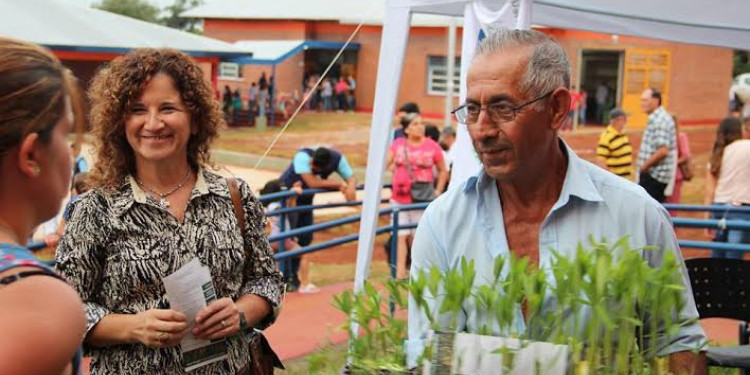 Plantines de crotalaria para combatir al Aedes Aegypti en Misiones