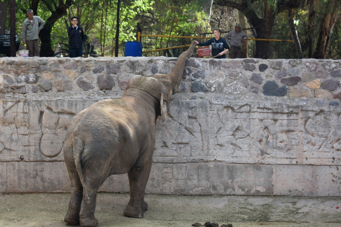 Mendoza prepara los contenedores para trasladar a las elefantas Pocha y Guillermina a Brasil