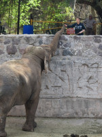 Mendoza prepara los contenedores para trasladar a las elefantas Pocha y Guillermina a Brasil