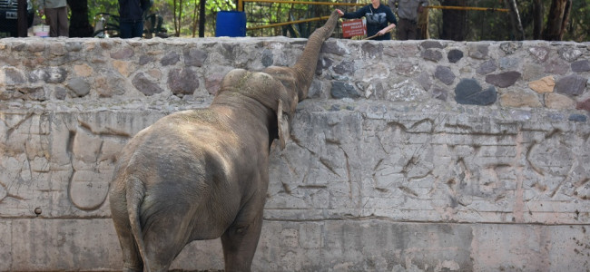 Mendoza prepara los contenedores para trasladar a las elefantas Pocha y Guillermina a Brasil