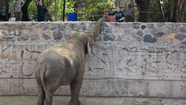 imagen Mendoza prepara los contenedores para trasladar a las elefantas Pocha y Guillermina a Brasil