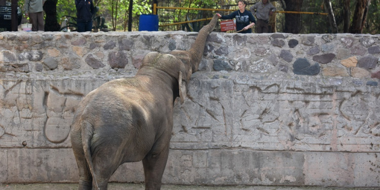 Mendoza prepara los contenedores para trasladar a las elefantas Pocha y Guillermina a Brasil