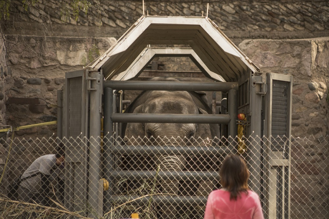 Las elefantas Pocha, Guillermina, Tamy y Kenya dejarán Mendoza