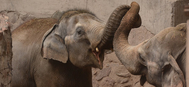 Pocha y Guillermina, un nuevo hogar para las elefantas mendocinas