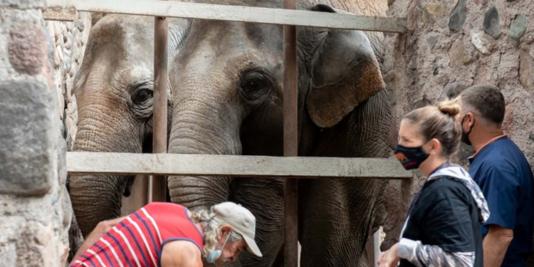 Qué se debería tener en cuenta a la hora de trasladar a las elefantas a Brasil