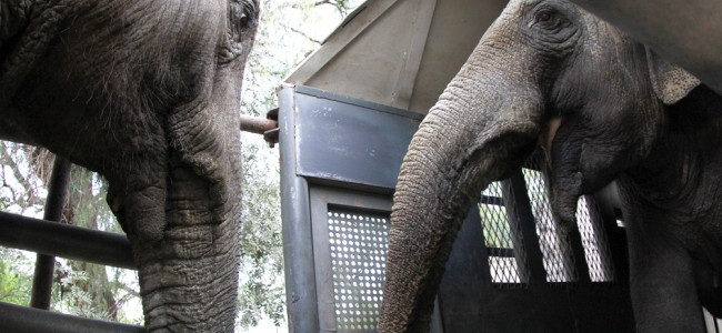 Luego de cinco días de viaje, Pocha y Guillermina están en el santuario de elefantes en Brasil
