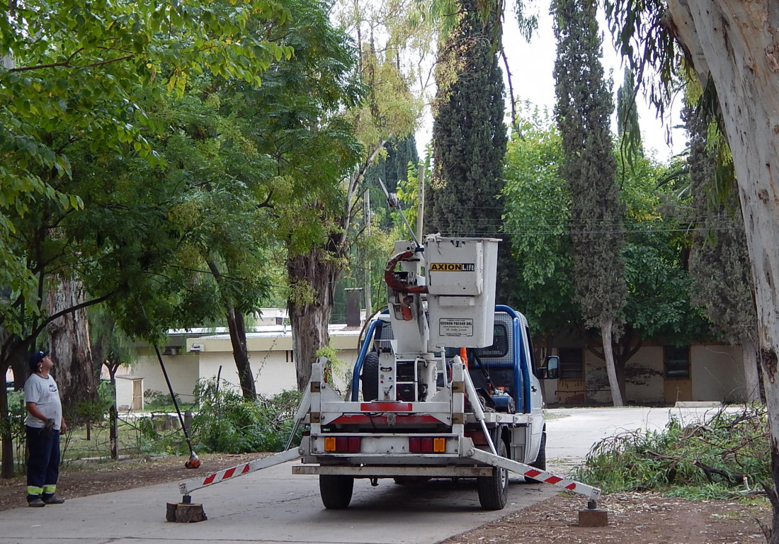 "Hace más de 30 años que no hay una política de arbolado público en Mendoza"