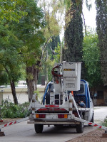 "Hace más de 30 años que no hay una política de arbolado público en Mendoza"